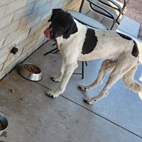Lost Pet Image