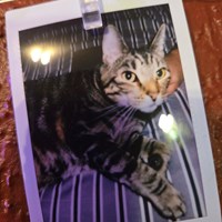Lost Pet Image