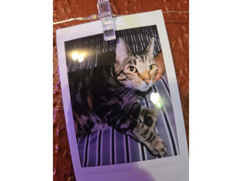 Pet Photo