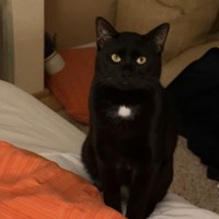 Lost Pet Image