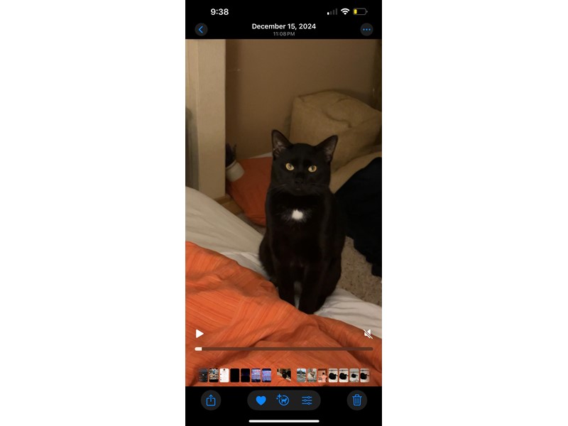 Pet Photo