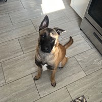 Lost Pet Image