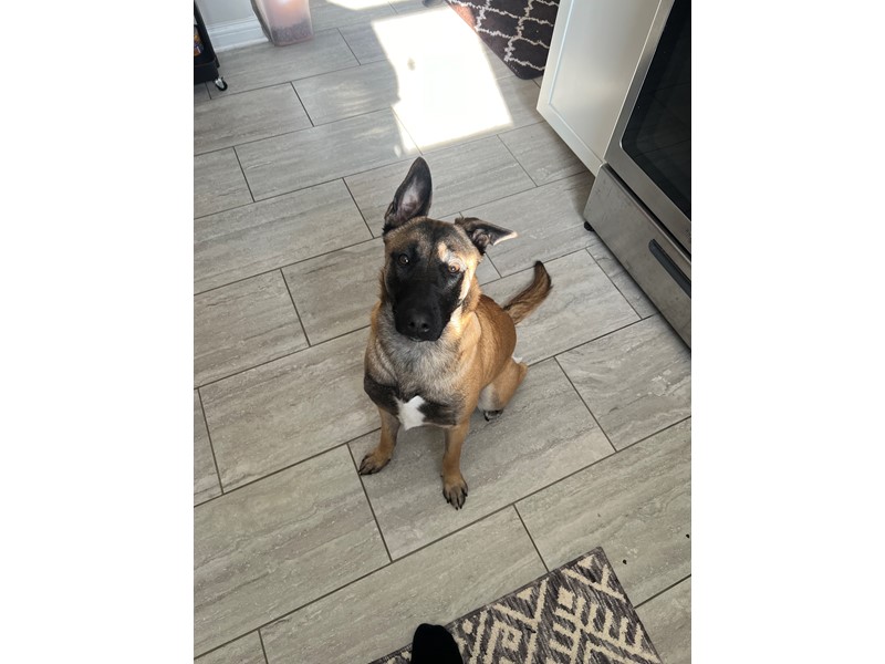 Pet Photo