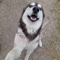 Lost Pet Image