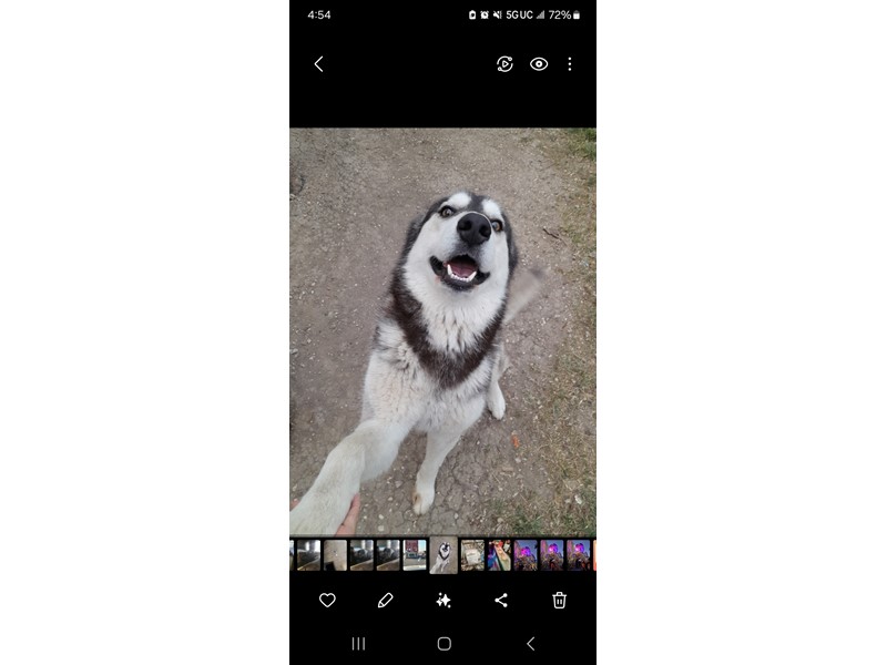 Pet Photo