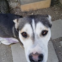 Lost Pet Image