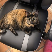 Lost Pet Image