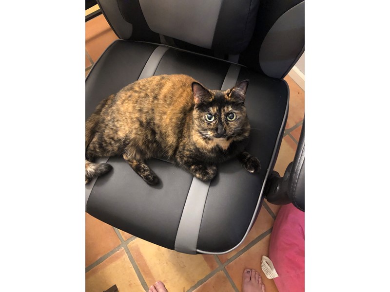 Pet Photo
