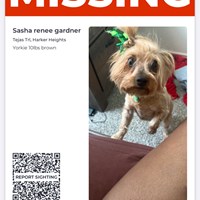 Lost Pet Image