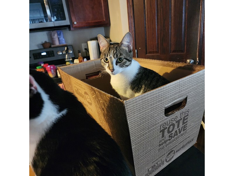 Pet Photo