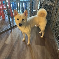 Lost Pet Image
