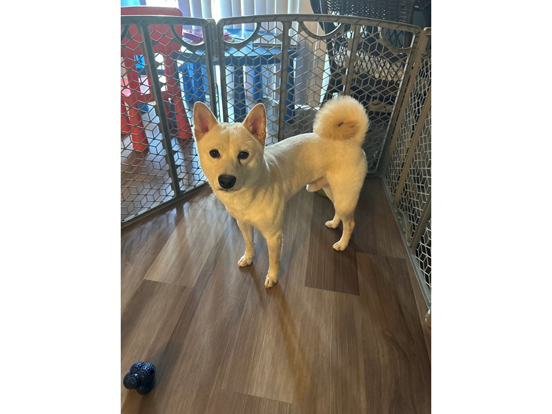 Pet Photo