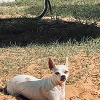 Lost Pet Image