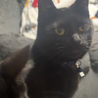 Lost Pet Image