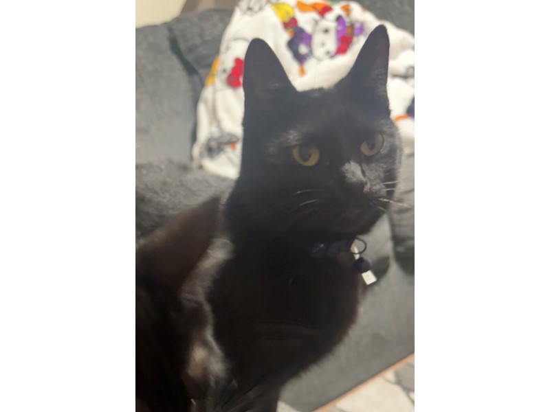 Pet Photo