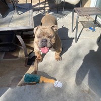 Lost Pet Image