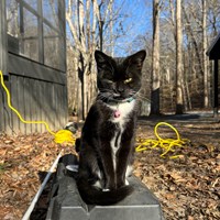 Lost Pet Image