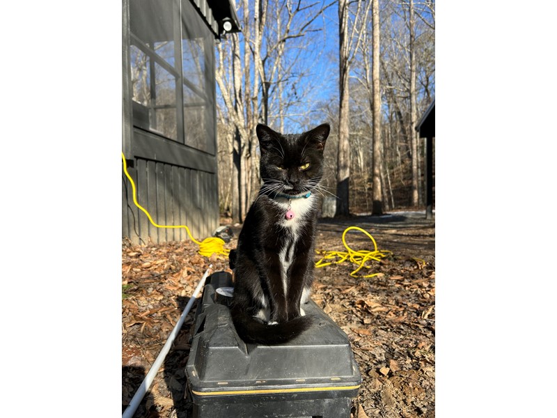 Pet Photo