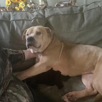Lost Pet Image