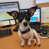 Lost Pet Image