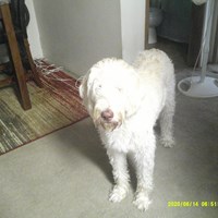 Lost Pet Image