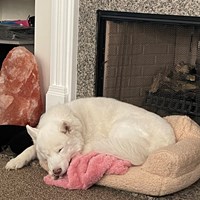 Lost Pet Image