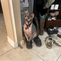 Lost Pet Image