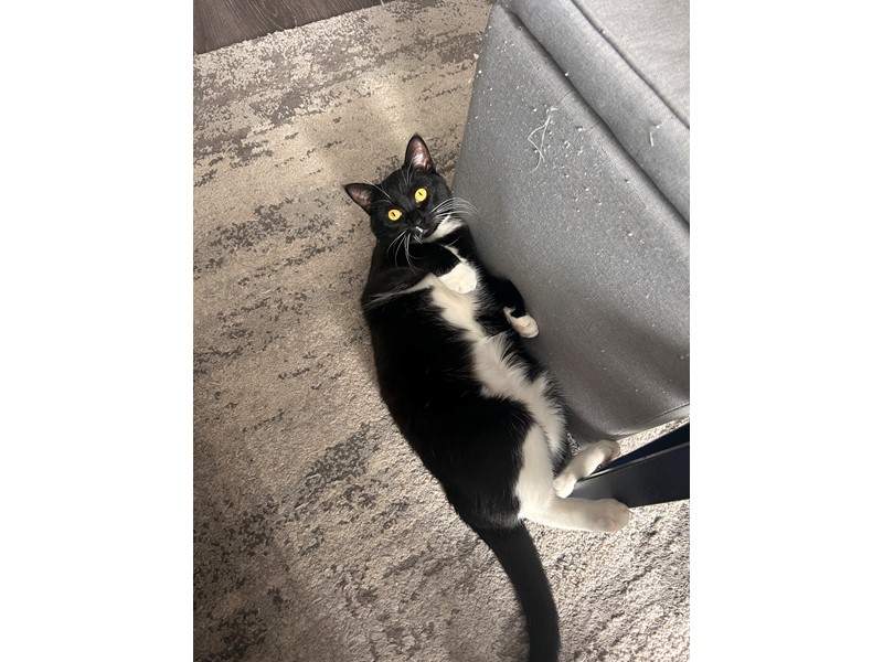 Pet Photo