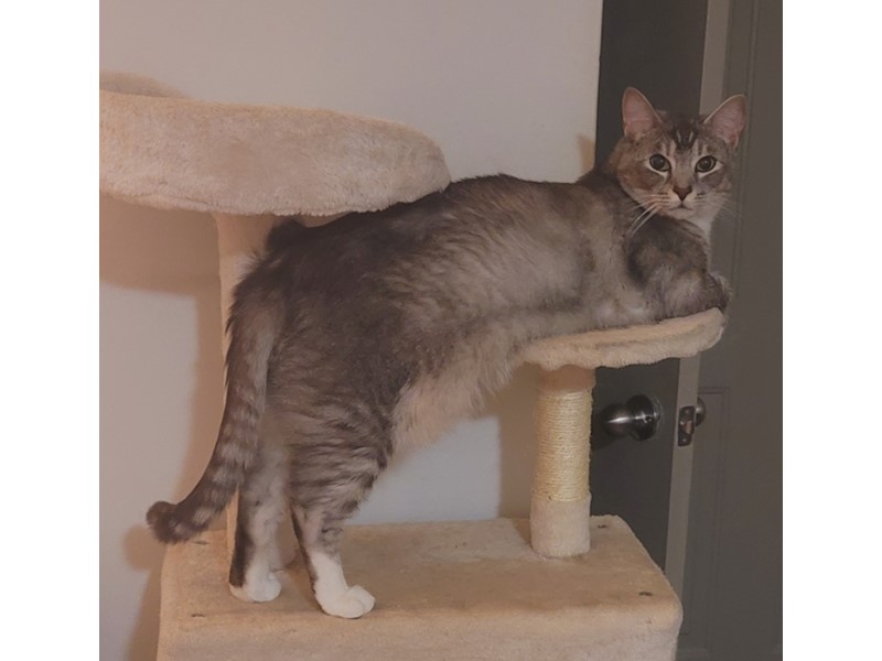 Pet Photo