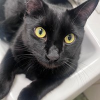 Lost Pet Image