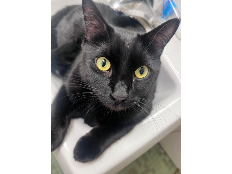 Pet Photo
