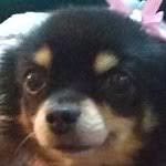 Lost Pet Image