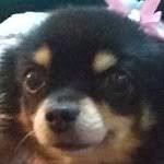 Pet Photo