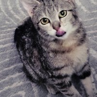 Lost Pet Image
