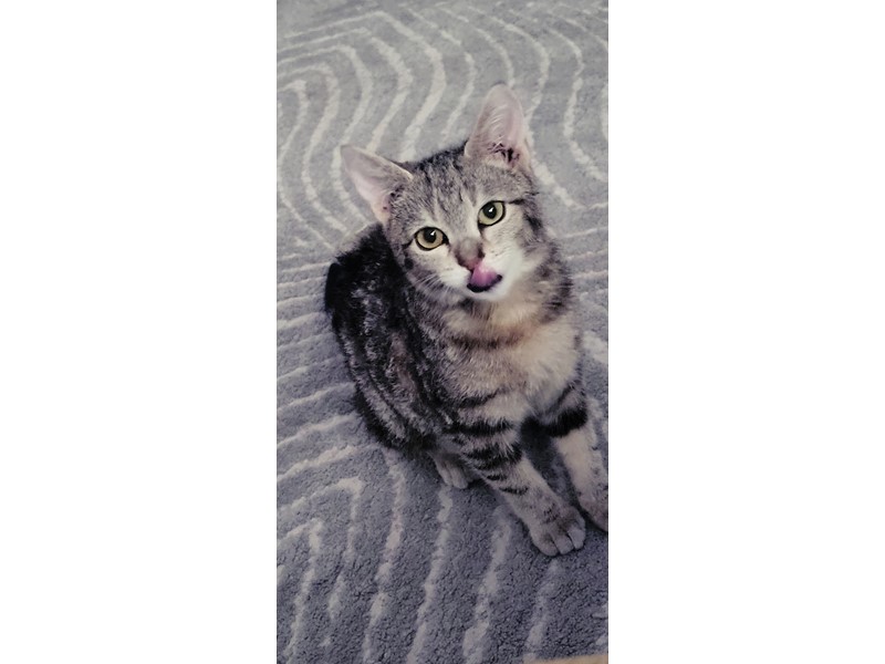 Pet Photo