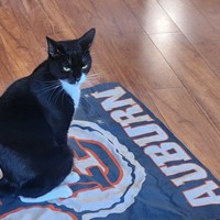 Lost Pet Image
