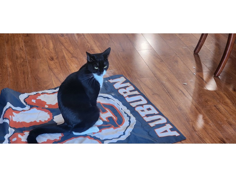 Pet Photo