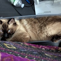 Lost Pet Image