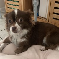 Lost Pet Image