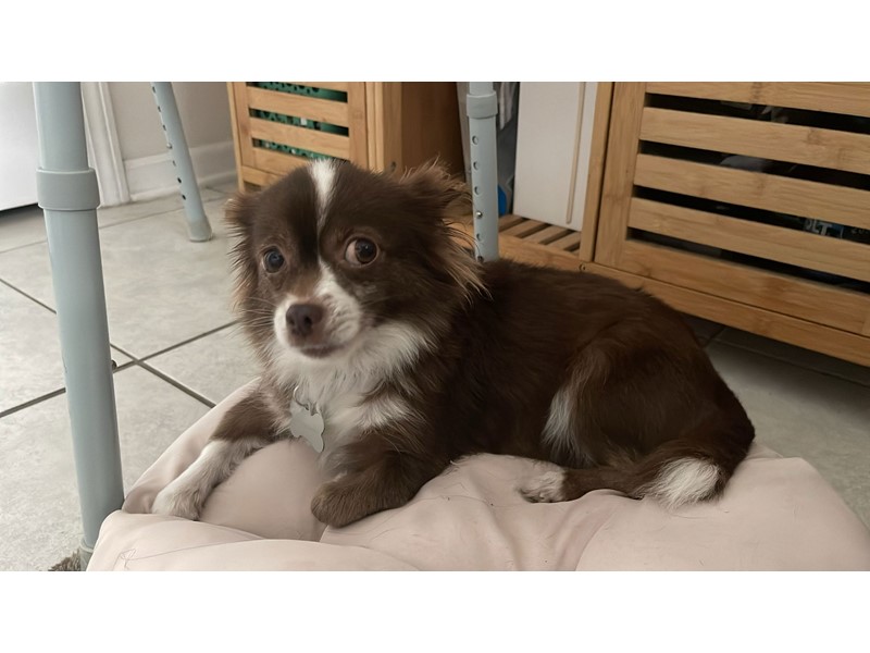 Pet Photo