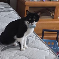 Lost Pet Image