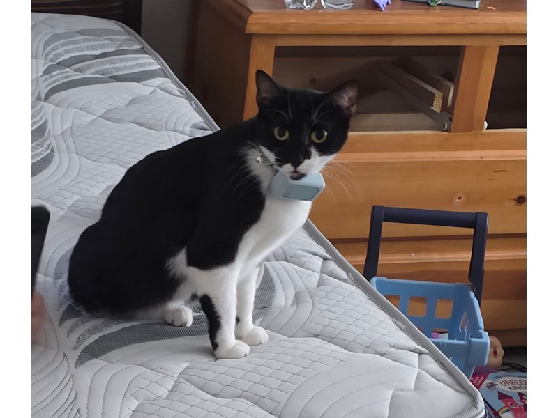 Pet Photo