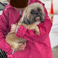 Lost Pet Image