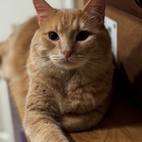 Lost Pet Image