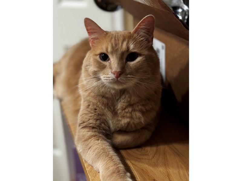 Pet Photo