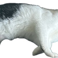 Lost Pet Image