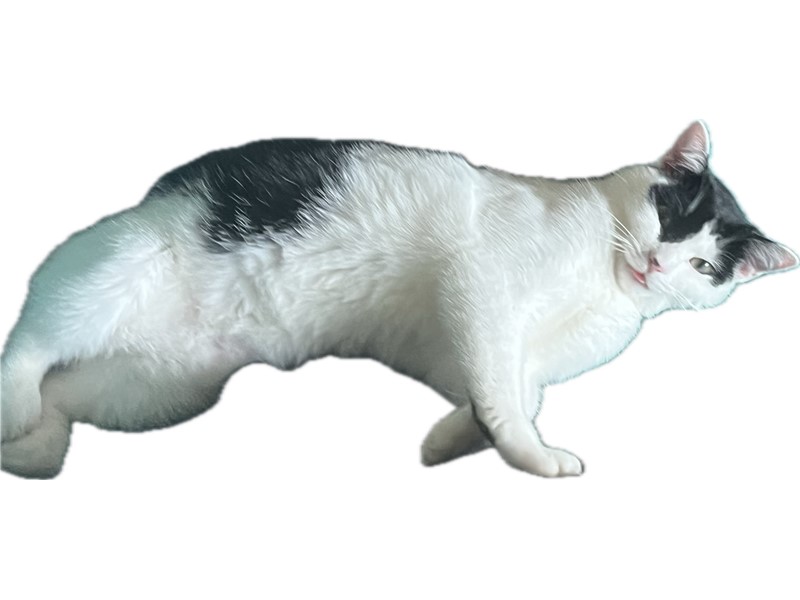Pet Photo