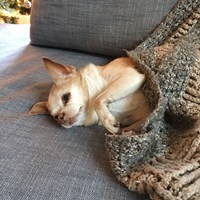 Lost Pet Image