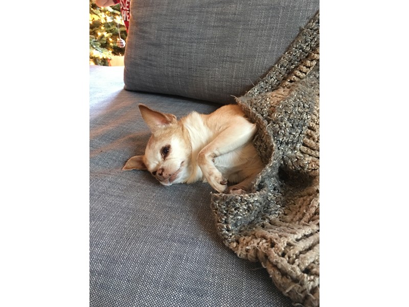 Pet Photo