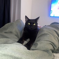 Lost Pet Image